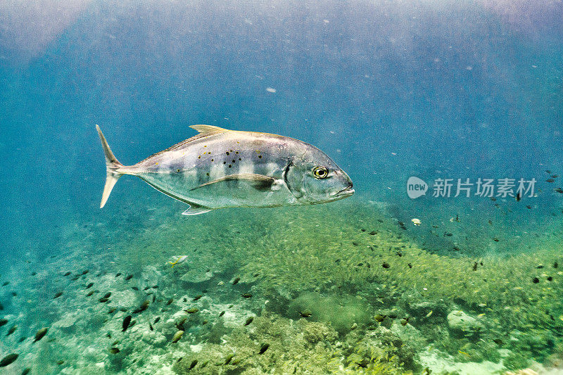 食物链鲹鱼(Alectis ciliaris)狩猎鲷鱼学校